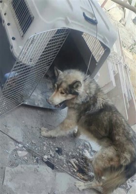 زندهگیری یک قلاده گرگ هار در مشهد + تصویر