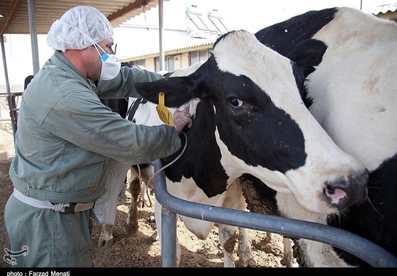 شناسایی 340 دام مبتلا به بروسلوز در استان تهران