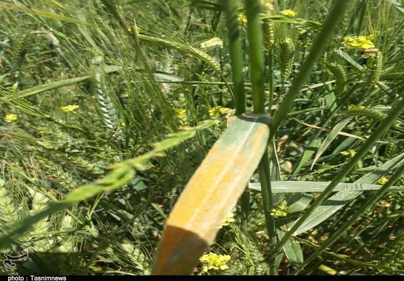 ضرورت پایش مزارع و مبارزه با زنگ زرد گندم در فارس