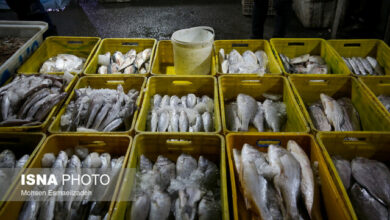 عرضه مستقیم ماهی شب عید در میادین و نمایشگاههای بهاره