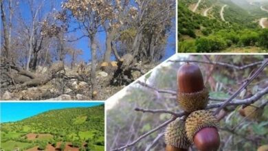 قاچاق سازماندهیشدۀ چوب در جنگلهای لرستان/ فرسایش 50 تنی خاک در هر هکتار