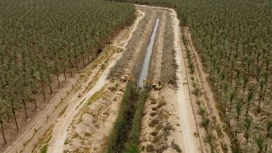 لایروبی80کیلومتر از زهکشهای نخیلات دشتستان