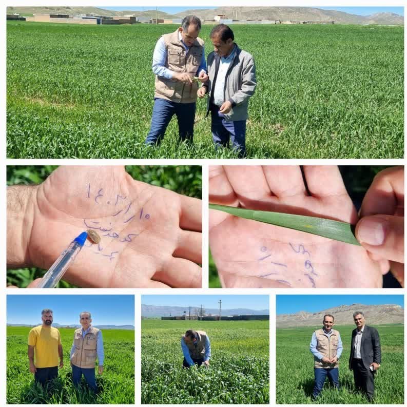 مشاهدۀ بیماری «زنگ زرد» در مزارع کوهدشت، پلدختر و چگنی