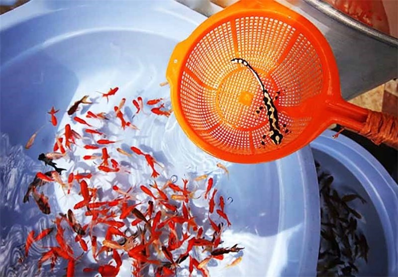 نجات «سمندر لرستانی» از سفرههای هفتسین