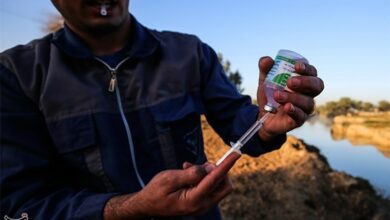 پاسخ دامپزشکی کاشان به تلفشدن چند دام بهخاطر تب برفکی