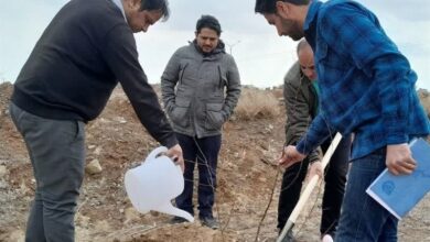 کاشت 1000 اصله نهال در منطقه ویژه اقتصادی خراسان جنوبی