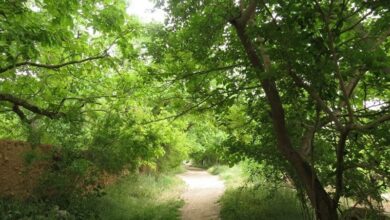 کاشت 200 هزار اصله نهال در دهیاریهای لرستان