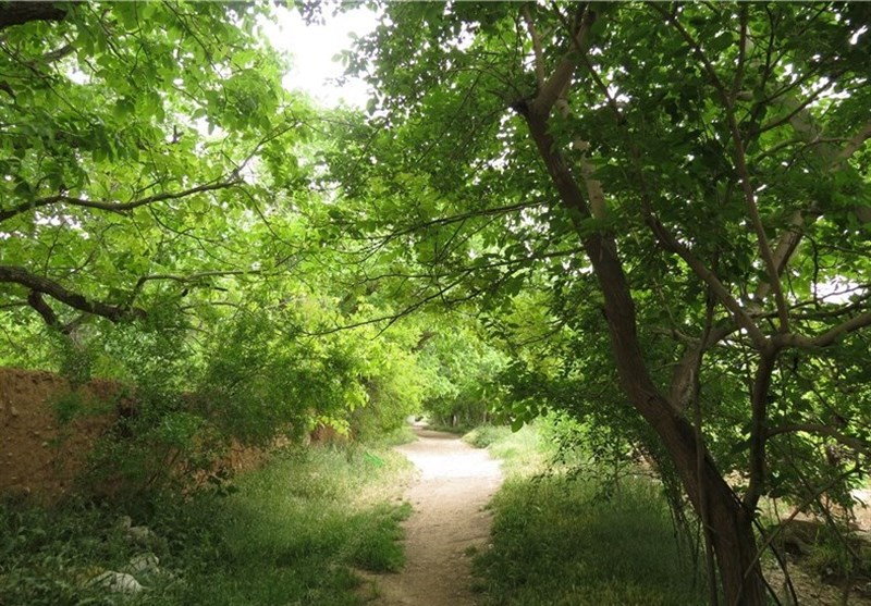 کاشت 200 هزار اصله نهال در دهیاریهای لرستان