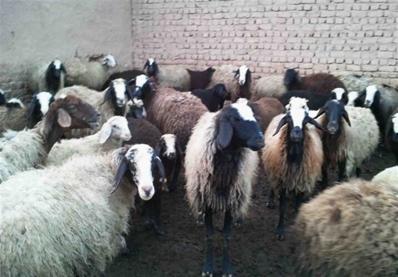 کاهش 64 درصدی بیماری دامی در مازندران