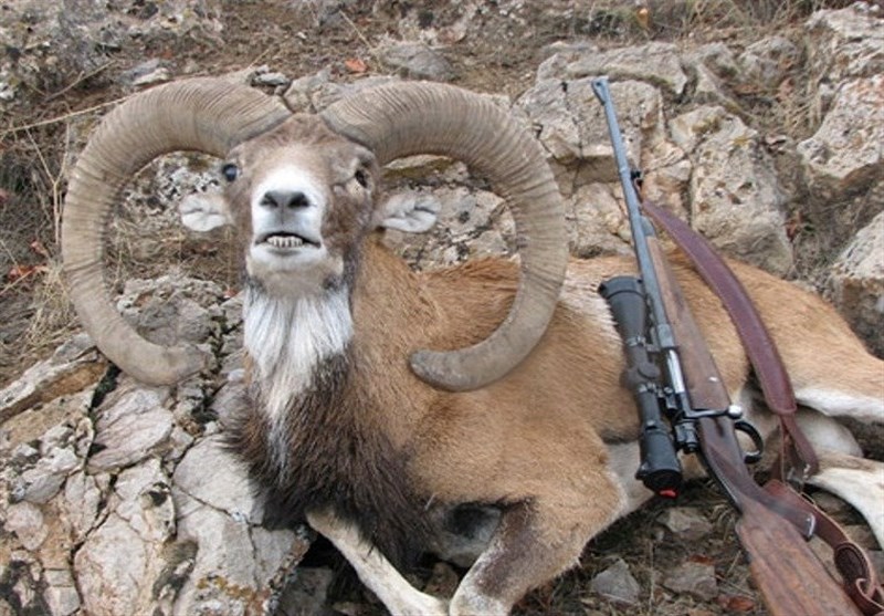 کشف 18 قطعه شکار غیرمجاز توسط عوامل یگان حفاظت محیط زیست کاشان