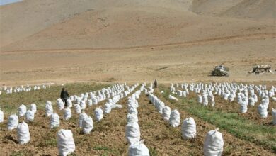 180 هزار تن سیبزمینی مازاد، توسط بخش خصوصی صادر شد