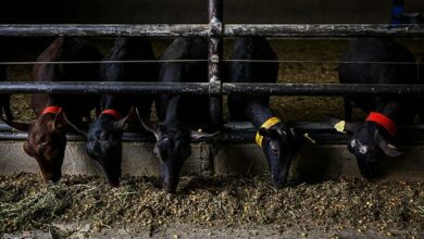 43 مجتمع دامی در چهارمحال و بختیاری احداث میشود