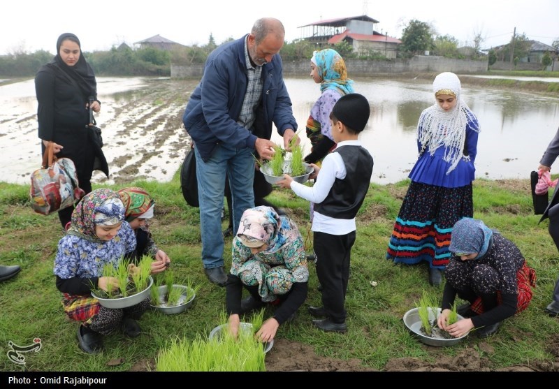 آغاز نخستین نشاء مکانیزه برنج شمال در گیلان + تصاویر