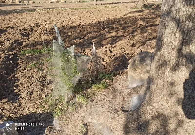 سازمان منابع طبیعی ,