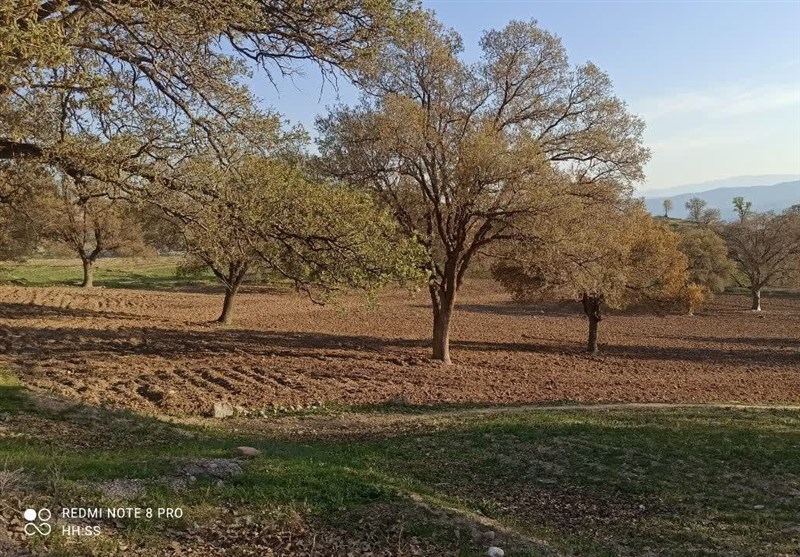 ابراز نگرانی از گسترش آفت جوانهخوار بلوط در «دنا»