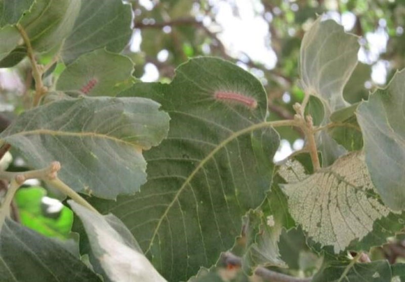 سازمان منابع طبیعی , پایش و نظارت در محیط زیست ,