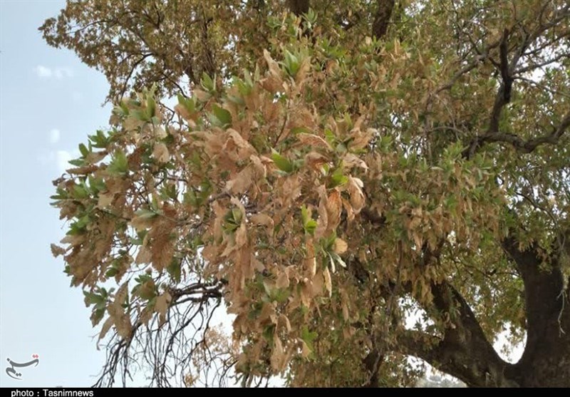 سازمان منابع طبیعی , پایش و نظارت در محیط زیست ,