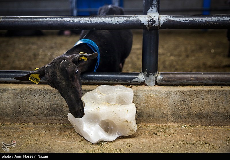 احداث 13 مجتمع دامپروری در چهارمحال و بختیاری