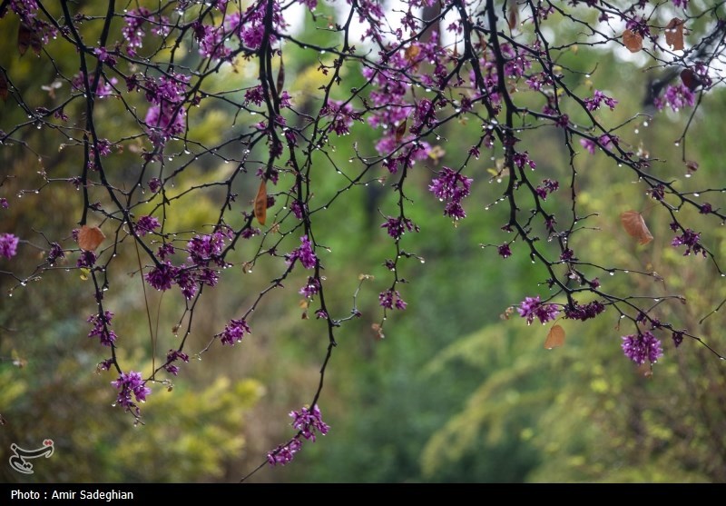 بارش پراکنده و رگباری در راه لرستان