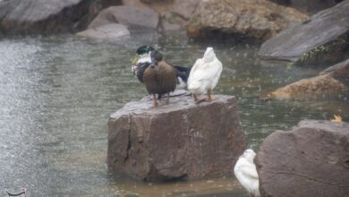 بارشهای زیبای بهاری در فارس؛ با برکت، بدون خسارت