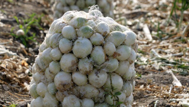 بارندگی شدید موجب توقف برداشت مقطعی پیاز شد