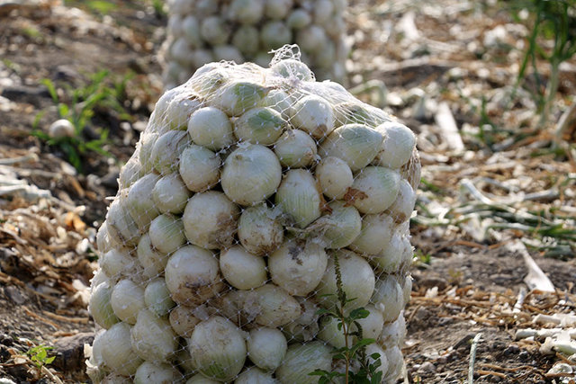 بارندگی شدید موجب توقف برداشت مقطعی پیاز شد