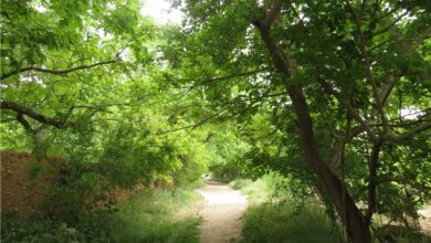 باغهای قصردشت نیازمند بازنگری اقتصادی و زیست محیطی است