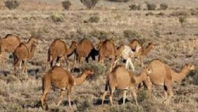 بهینهساری دوغ سنتی شتر به منظور تولید نیمهصنعتی