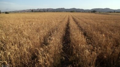 توصیههای وزارت جهاد کشاورزی برای برداشت گندم اعلام شد