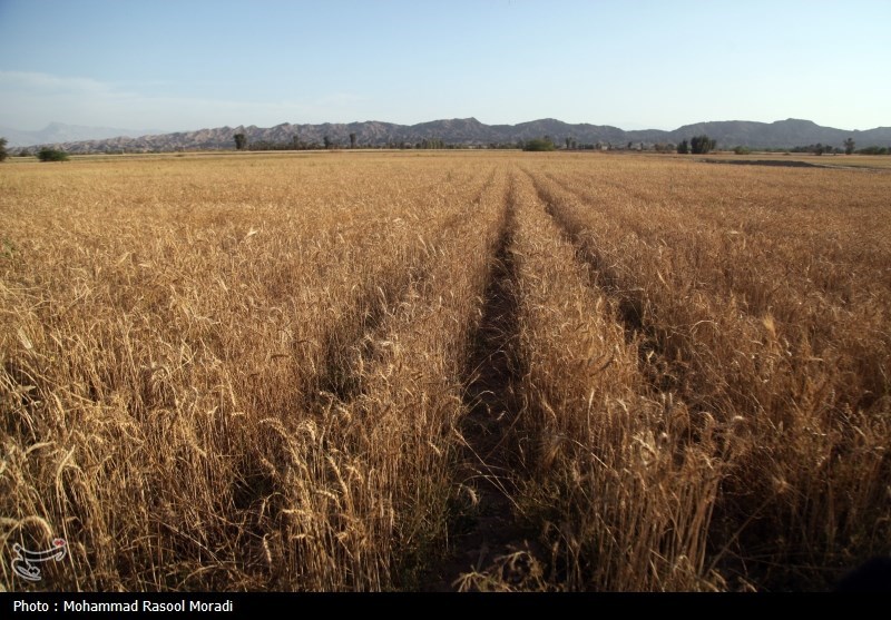 توصیههای وزارت جهاد کشاورزی برای برداشت گندم اعلام شد