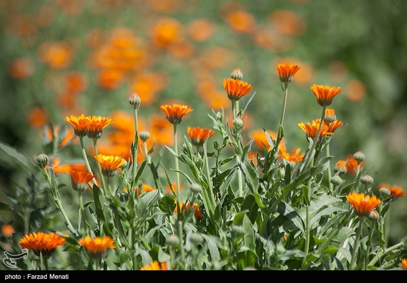 تولید سالانه 16هزار تن گیاهان دارویی در لرستان