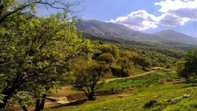 درختان زاگرس تا 50 سال آینده نابود میشود + فیلم