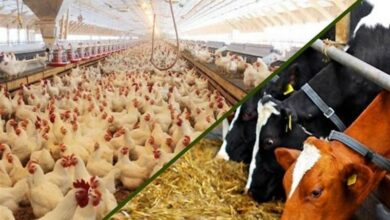 درخواست رفع ناترازی ماهانه واردات نهادههای دامی