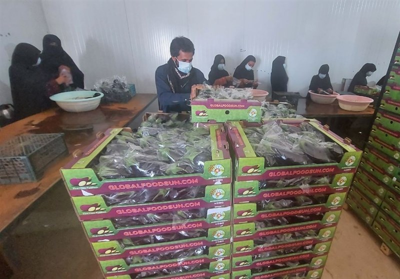 رشد 10 درصدی مبادلات مرزی محصولات کشاورزی سیستان و بلوچستان