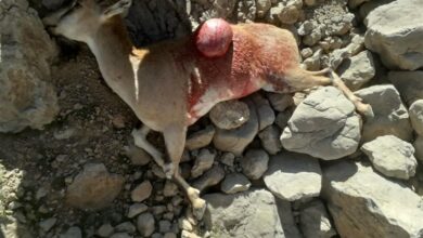 شناسایی و دستگیری شکارچی حرفهای دنا