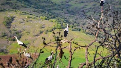 شهر لکلکهای جهان کجاست؟ + فیلم و تصاویر