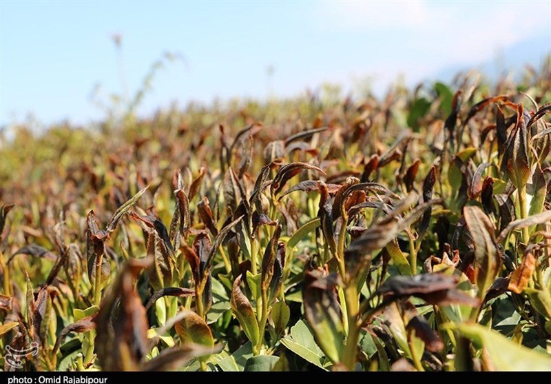 صدور هشدار نارنجی برای بخش کشاورزی در استان سمنان