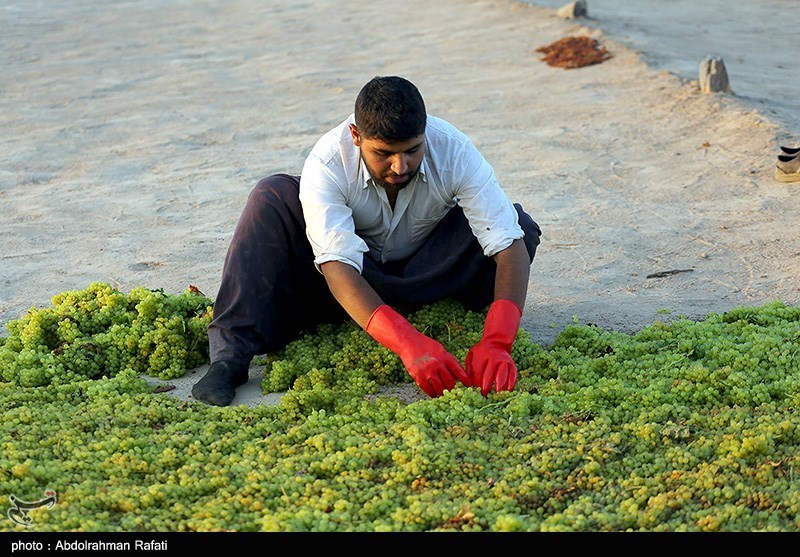 غایبان تقویم 1403؛ خبری از کشمش، سیر و گردوی همدان نیست!