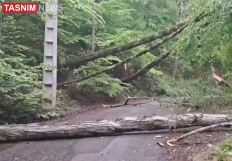 _فاجعه_ _در_ _جنگل_ _بهشهر_/ _قطع_ _70_ _درخت_ _60_ _ساله_ _توسکا_ + _فیلم_