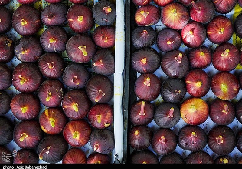 لرستانیها سالانه چه میزان انجیر سیاه تولید میکنند؟