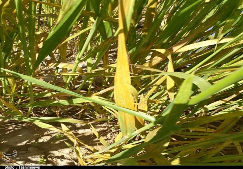 مبارزه با بیماری «زنگ زرد» در 400 هکتار از اراضی لرستان