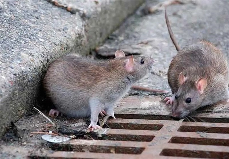 مبارزه با جوندگان شهری با راهکارهای جدید شهرداری مشهد