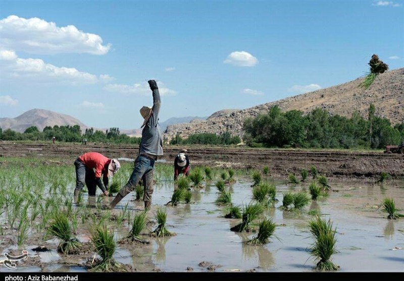 نخستین نشای مکانیزه مازندران آغاز شد