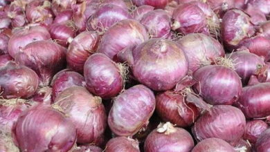 نوسان قیمت پیاز / گرم شدن هوا و مدیریت صادرات قیمت را متعادل میکند
