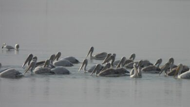 پایان زمستانگذرانی 200 هزار پرنده مهاجر مازندران