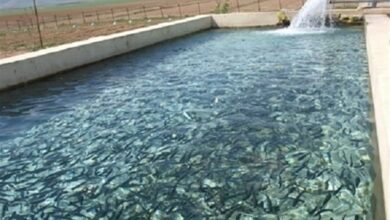 پیشبینی تولید 1.5 میلیون تن آبزیان پرورشی در ایران + فیلم