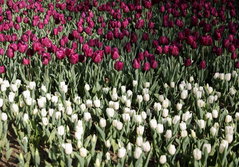 کاشت 100 هزار بوته گل لاله در جشنواره گلهای مشهد+عکس