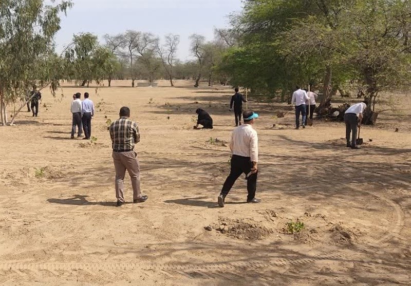 کاشت بیش از 5 میلیون اصله نهال در بوشهر + تصویر