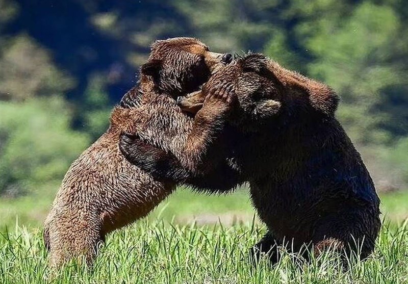 کشتی خرسهای قهوهای در طبیعت سوادکوه + فیلم