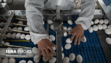 ۶۰ درصد صنعت طیور مشمول ارز دولتی است/ افزایش قیمت مکملها و ریزمغذیهای طیور